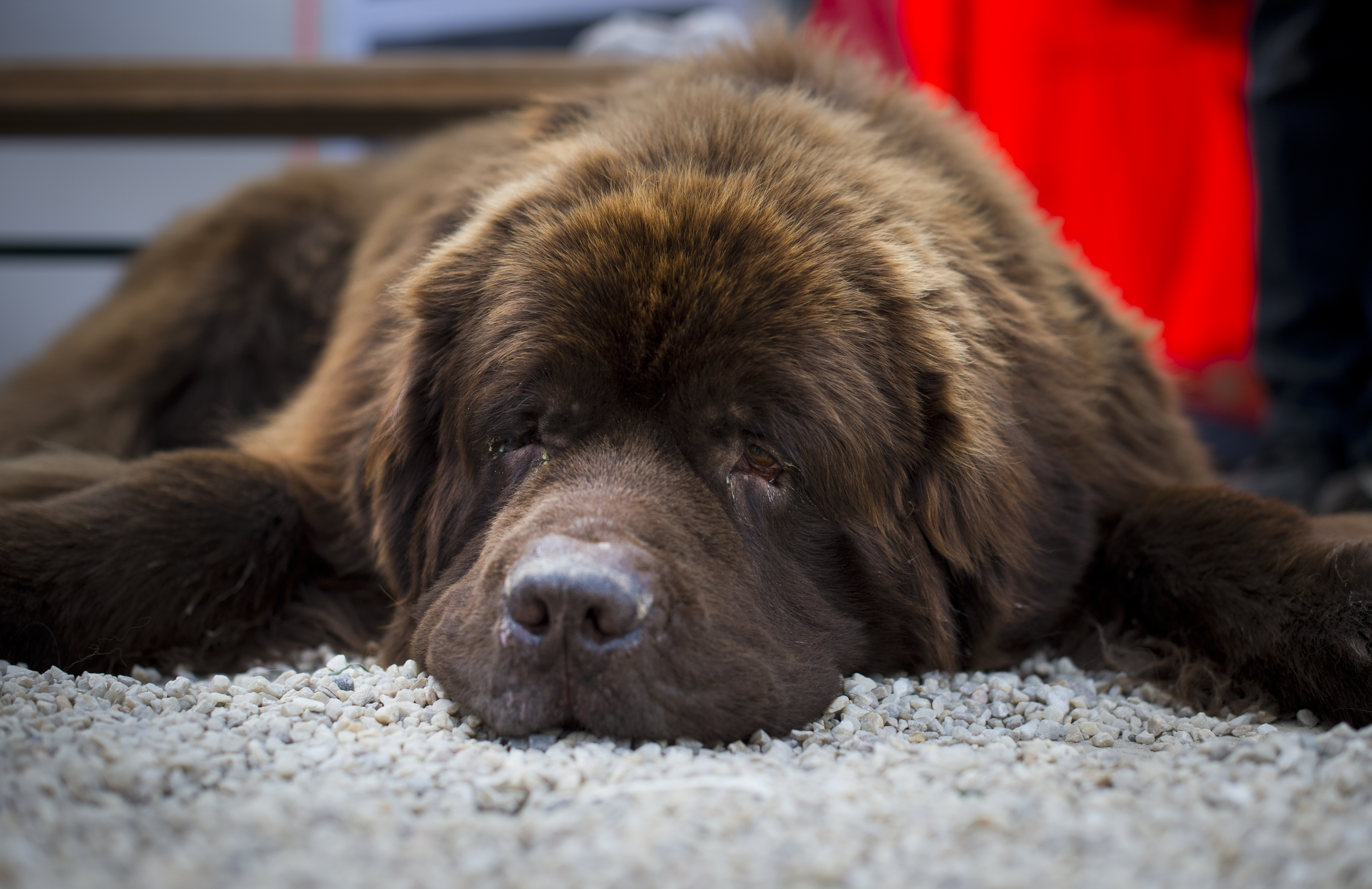 A dog resting in Stockholm Sweden. (Jonathan Nackstrand, AFP)