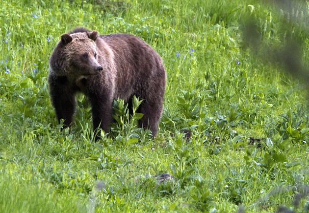 A grizzly bear roaming near Beaver Lake in Yellowstone National Park, Wyo.(Jim Urquhart / AP Photo)