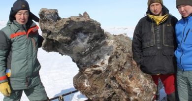 From left, mammoth recovery team scientists Semyon Grigoriev, Evgeniy Ivanov and Gavril Novgorodov pose with the frozen remains of a female woolly mammoth recently uncovered on a remote Siberian island. (Semyon Grigoriev/Mammoth museum)