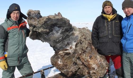 From left, mammoth recovery team scientists Semyon Grigoriev, Evgeniy Ivanov and Gavril Novgorodov pose with the frozen remains of a female woolly mammoth recently uncovered on a remote Siberian island. (Semyon Grigoriev/Mammoth museum)