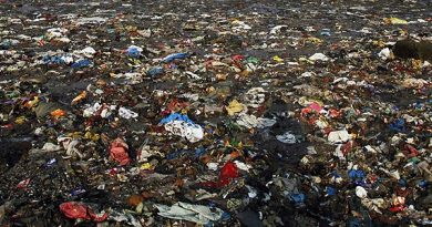 Plastic bags can end up in the sea, where it takes them hundreds of years to break down. (Rajesh Kumar Singh / Scanpix / Radio Sweden)