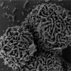 The bacteria shown in this electron microscope image can reproduce while living at –15 C in an environment that is many times saltier than seawater. (McGill University)