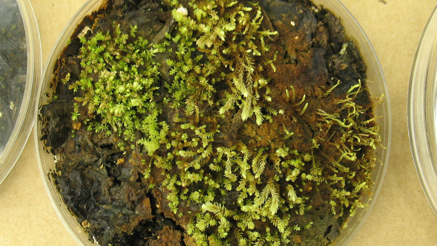 The plant samples from the glacier were sprinkled onto Petri dishes and stuck in a growth chamber. Eleven of them grew. (Catherine La Farge/University of Alberta)