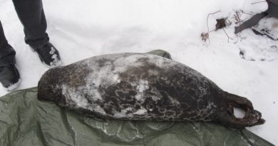 This year's third dead Saimaa seal was found in February. (Yle)