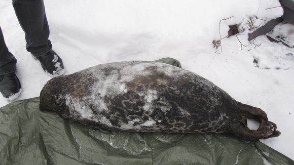 This year's third dead Saimaa seal was found in February. (Yle)