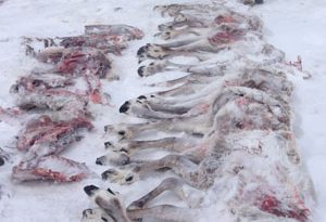 50 carcasses de caribous trouvées dans les TNO (TNO)