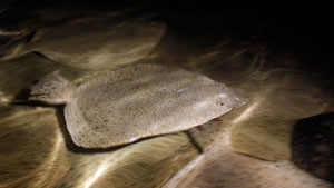 A Nunavut man hopes to start an in-shore turbot fishing industry in Pangnirtung, but first, fishermen say the boundaries need to be extended to include all of Cumberland Sound. (AP Photo)