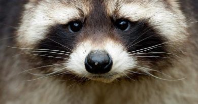 The racoon is a non-native species to Sweden. (Sven Hoppe / AP Photo / dpa)