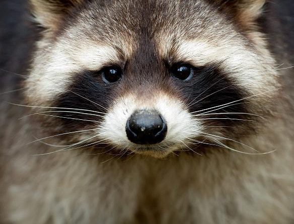 The racoon is a non-native species to Sweden. (Sven Hoppe / AP Photo / dpa)