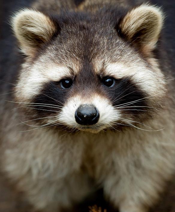 A raccoon pictured in Germany. The raccoon is a non-native species to Sweden. (Sven Hoppe / AP Photo / dpa)