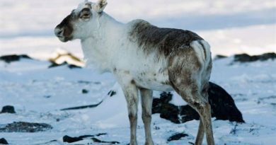 A caribou grazes near Baker Lake in 2009. Wildlife managers in Nunavut are worried the growing online market for caribou meat may put extra stress on some caribou populations. (The Canadian Press)