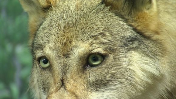 Wolves are under threat in Finland. (Yle)