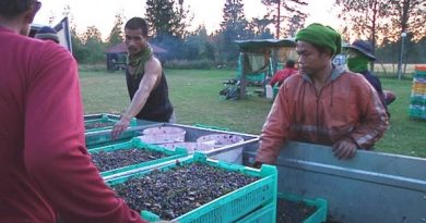Summer 2013 will see more foreign berry-pickers in Finland than the previous year. (Image: Yle Keski-Suomi / Jarkko Riikonen)