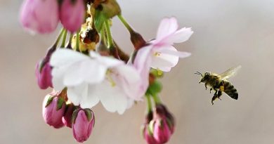 A bee gathers pollen.(Anders Wiklund, Scanpix Sweden, AFP)