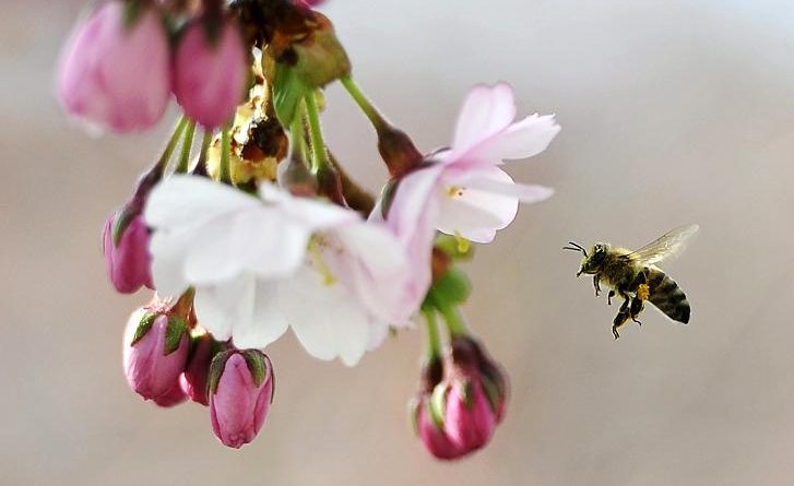 A bee gathers pollen.(Anders Wiklund, Scanpix Sweden, AFP)