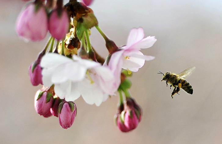 A bee gathers pollen from the flowers of a blossoming Japanese cherry tree. Beekeepers in Finnish Lapland are optimistic warm weather will mean a better honey season than last year. (Anders Wiklund, Scanpix Sweden, AFP)