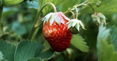 Warm weather may make the strawberry harvest shorter than usual. (Erkki Suonio / Yle )