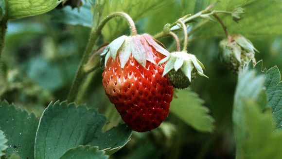 Warm weather may make the strawberry harvest shorter than usual. (Erkki Suonio / Yle )