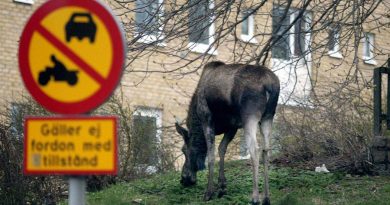 A young moose feeding near a housing estate in central Gothenburg, Sweden. ( Pontus Lundahl / PRESSENS BILD / AFP)