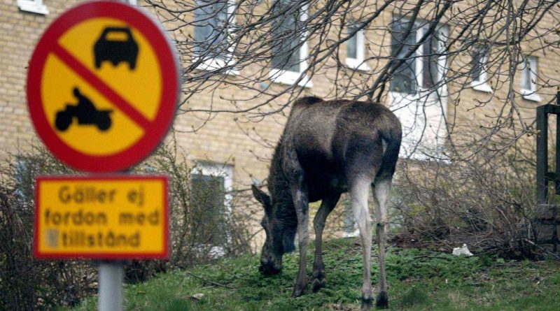 A young moose feeding near a housing estate in central Gothenburg, Sweden. ( Pontus Lundahl / PRESSENS BILD / AFP)