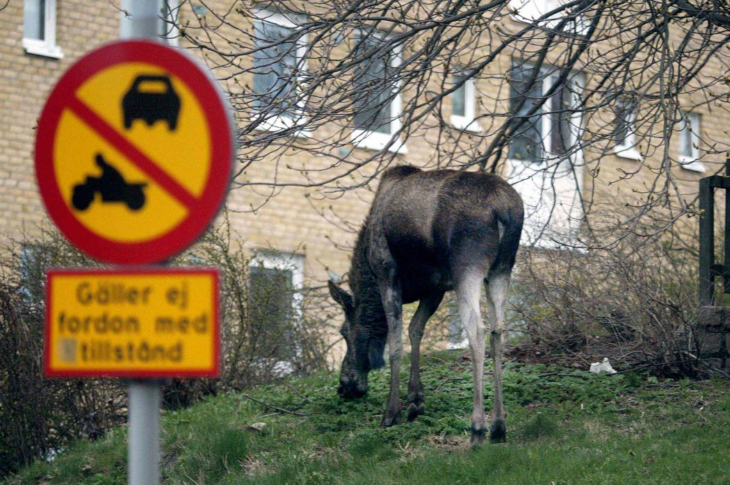 A  young moose feeding near a housing estate in central Gothenburg, Sweden. ( Pontus Lundahl / PRESSENS BILD / AFP)