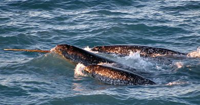 (Kristin Laidre / NOAA / AP)