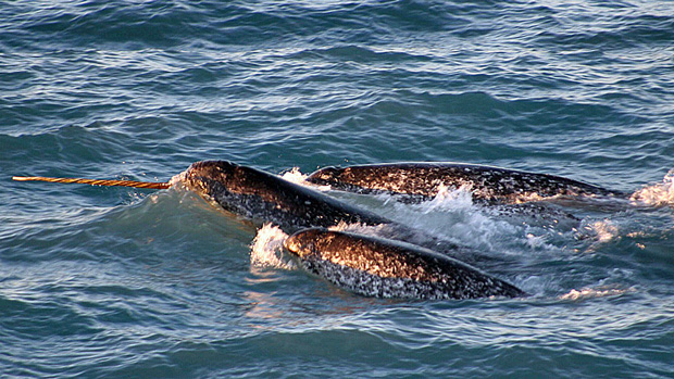 A new narwhal management is in place in Canada's eastern Arctic territory of Nunavut. (Kristin Laidre / NOAA / AP)