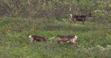 During the summer months, reindeer forage on the leaves of trees and bushes. (Vesa Toppari / Yle)