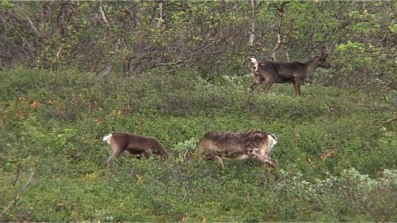 During the summer months, reindeer forage on the leaves of trees and bushes. (Vesa Toppari / Yle)