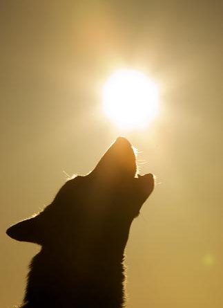 Swedish teams are working on better harnessing the sun's power. (Soren Andersson, AFP)