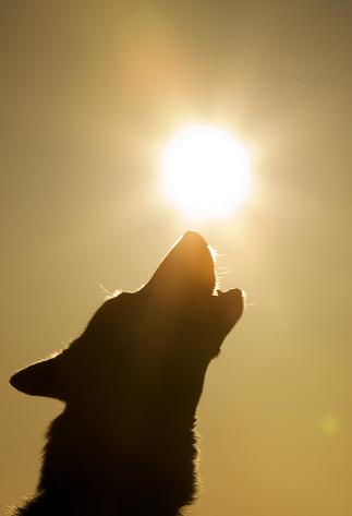 Swedish teams are working on better harnessing the sun's power. (Soren Andersson, AFP)