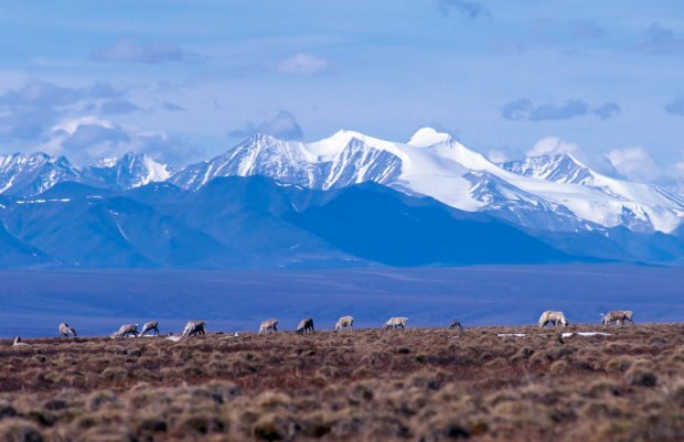 The debate over whether to open the coastal plain in the Arctic National Wildlife Refuge to oil exploration is back in the news. And as always, the lines are clearly drawn in Washington, D.C. (USFWS, Alaska Dispatch)