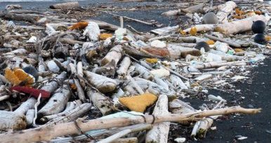 Trash from the 2011 tsunami in Japan finds its way ashore at Beach River on Montague Island. (Chris Pallister, Gulf Keepers of Alaska, Alaska Dispatch)