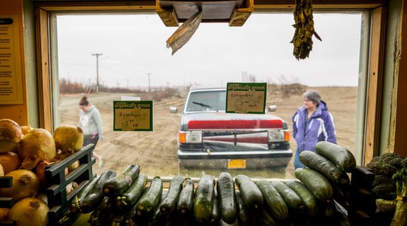 Tim Meyers has been farming in Bethel for a decade. This year he opened a farmers market, where he sells his own produce and organic fruits adn vegetables from outside. May 22, 2013. (Loren Holmes, Alaska Dispatch)