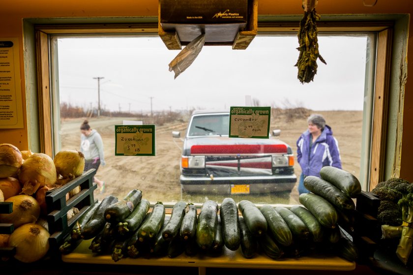 Tim Meyers has been farming in Bethel for a decade. This year he opened a farmers market, where he sells his own produce and organic fruits adn vegetables from outside. May 22, 2013. (Loren Holmes, Alaska Dispatch)