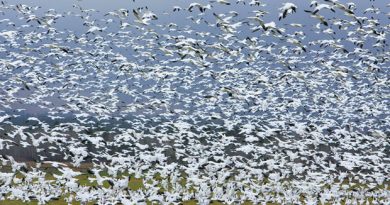 Enough to spare? In this 2010 photo more than 8,000 snow and Ross' geese migrate into the Bitterroot Valley near Stevensville, Montana. The Canadian Wildlife Service says Nuanvut should consider allowing a spring hunt. (Perry Backus/AP)