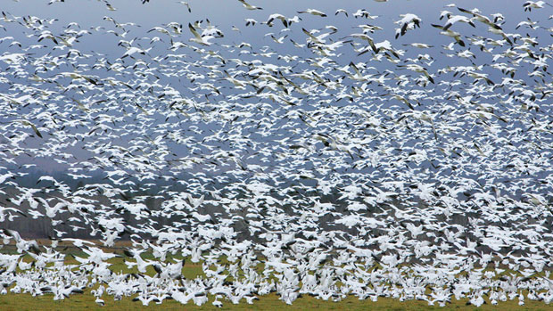 Enough to spare? In this 2010 photo more than 8,000 snow and Ross' geese migrate into the Bitterroot Valley near Stevensville, Montana. The Canadian Wildlife Service says Nuanvut should consider allowing a spring hunt. (Perry Backus/AP)