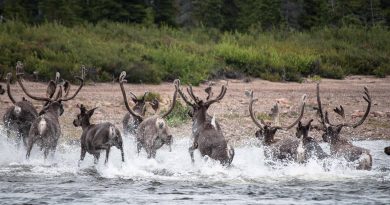 Caribou House, an area that straddles northern Quebec and the Inuit self-governing region of Nunatsiavut in the Atlantic Canadian province of Newfoundland and Labrador, is one the recent biodiversity list. (Boreal Songbird Initiative, Ducks Unlimited, Ducks Unlimited Canada)