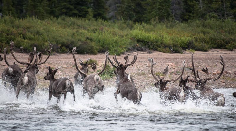 Caribou House, an area that straddles northern Quebec and the Inuit self-governing region of Nunatsiavut in the Atlantic Canadian province of Newfoundland and Labrador, is one the recent biodiversity list. (Boreal Songbird Initiative, Ducks Unlimited, Ducks Unlimited Canada)