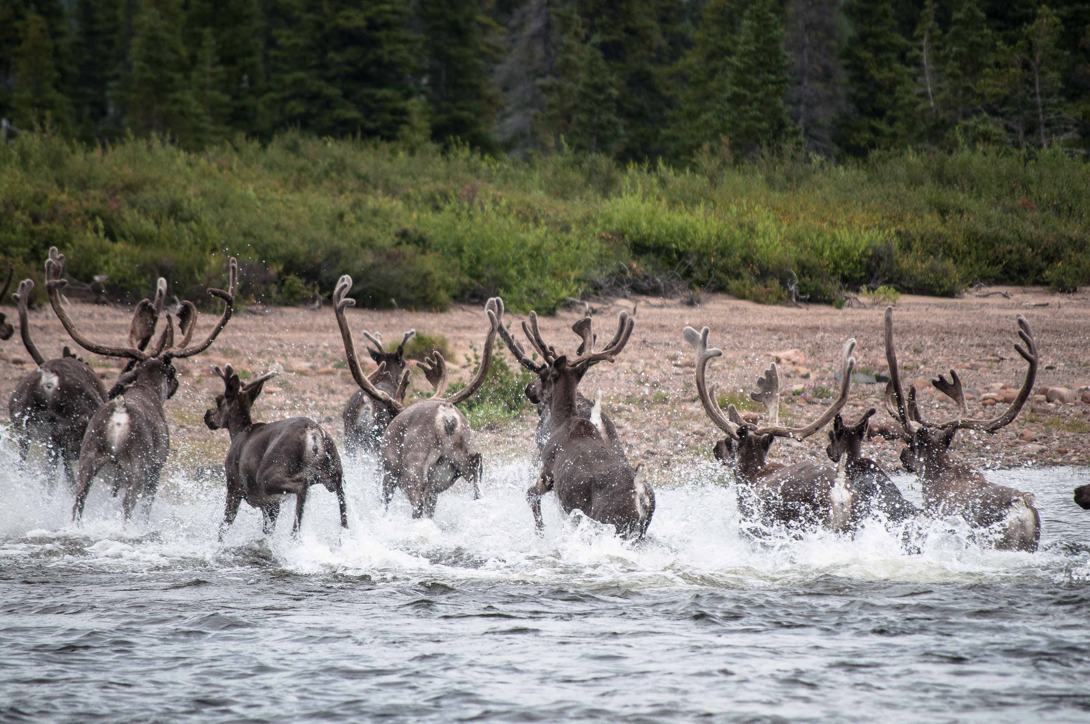 Caribou House, an area that straddles northern Quebec and the Inuit self-governing region of Nunatsiavut in the Atlantic Canadian province of Newfoundland and Labrador, is one the recent biodiversity list. (Boreal Songbird Initiative, Ducks Unlimited, Ducks Unlimited Canada)