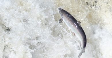 Salmon leaping on the Big East River, northwestern Newfoundland. (Tom Moffatt / Atlantic Salmon Federation)