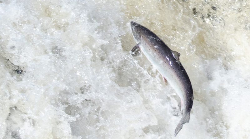 Salmon leaping on the Big East River, northwestern Newfoundland. (Tom Moffatt / Atlantic Salmon Federation)