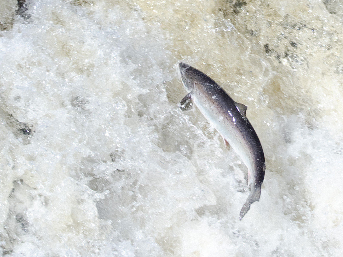 Salmon leaping on the Big East River, northwestern Newfoundland. (Tom Moffatt / Atlantic Salmon Federation)