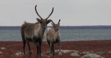 With the decline of some caribou herds, wildlife management has become a critical -- and controversial -- issue in the Northwest Territories.(CBC.ca)