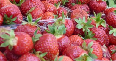 Finland's heat wave has accelerated the strawberry harvest this year. ( Jari Sirviö / Yle )