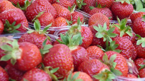 Finland's heat wave has accelerated the strawberry harvest this year. ( Jari Sirviö / Yle )