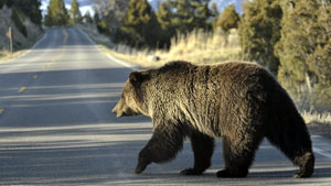 A grizzly bear walks across a road near Mammoth, Wyo., in Yellowstone Park. An elder in Carcross, Yukon, is upset that a blonde grizzly, which was a familiar face along the roadside near the community, was recently shot. (AP Photo)