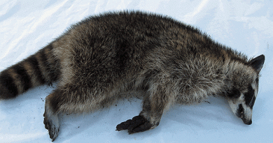 The carcase of the Västervik raccoon. (Roger Lundberg, Radio Sweden)