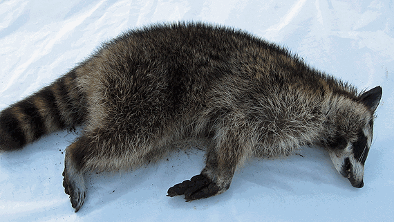 The carcase of the Västervik raccoon. (Roger Lundberg, Radio Sweden)
