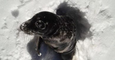 A seal in eastern Sweden. (Kjell Henning / Scanpix Sweden / AFP )